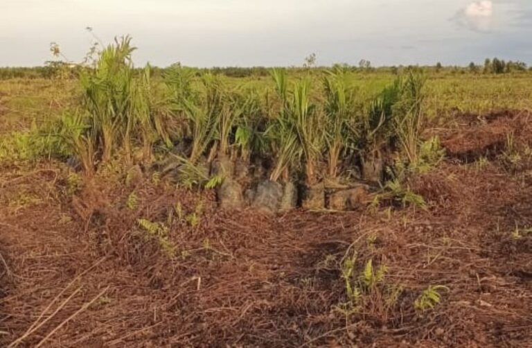 Jalur Irigasi Danau Lentang Dikepung Sawit, Selaras Aturan atau Menyimpang?