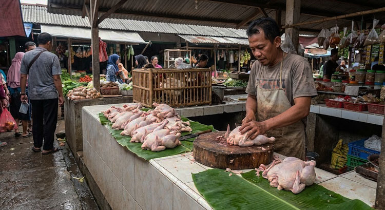 Ketika Ramadan Mendekat, Harga Ayam di Sampit Tak Ikut Melonjak