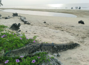 Ketika Buaya Ditahan Warga, Negara Terjebak Peralihan Kewenangan