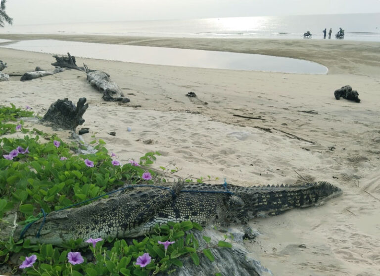 Ketika Buaya Ditahan Warga, Negara Terjebak Peralihan Kewenangan