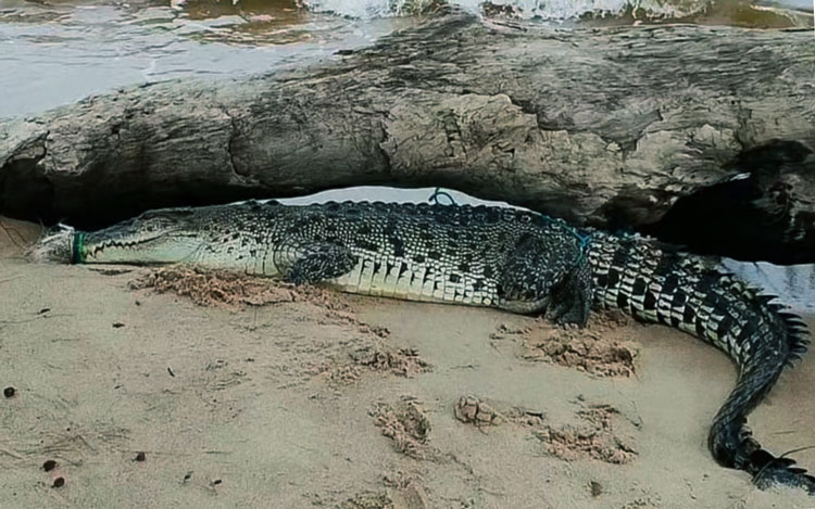 Ketika Predator Tersangkut di Tepi Laut Ujung Pandaran