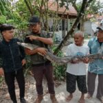 Satu Bulan Dua Kasus, Konflik Buaya di Kotim Kian Nyata Tanpa Sistem Siaga