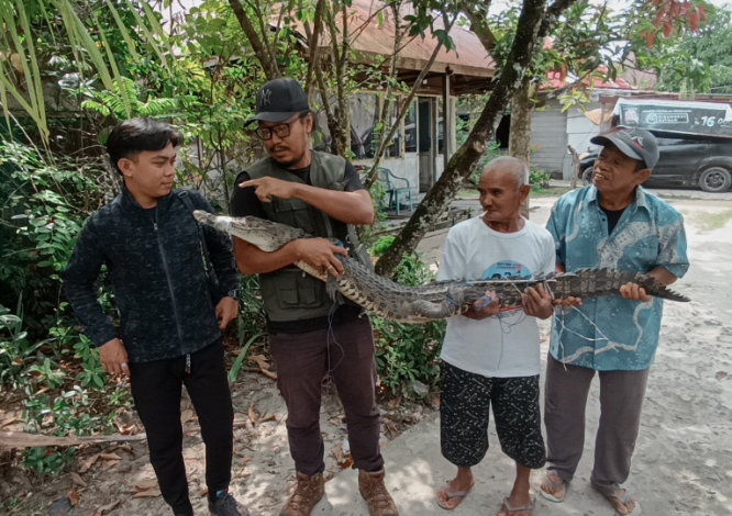 Satu Bulan Dua Kasus, Konflik Buaya di Kotim Kian Nyata Tanpa Sistem Siaga