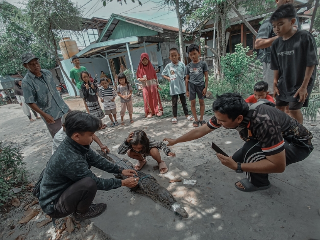 Buaya 1,5 Meter Terjerat Jala Warga di Jalan Iskandar Sampit, Sempat Picu Kebingungan Penanganan