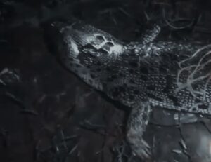 Warga Lepas Buaya ke Sungai Bengamat, Negara Absen di Ujung Pandaran