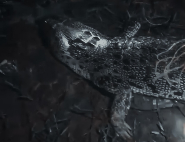 Warga Lepas Buaya ke Sungai Bengamat, Negara Absen di Ujung Pandaran