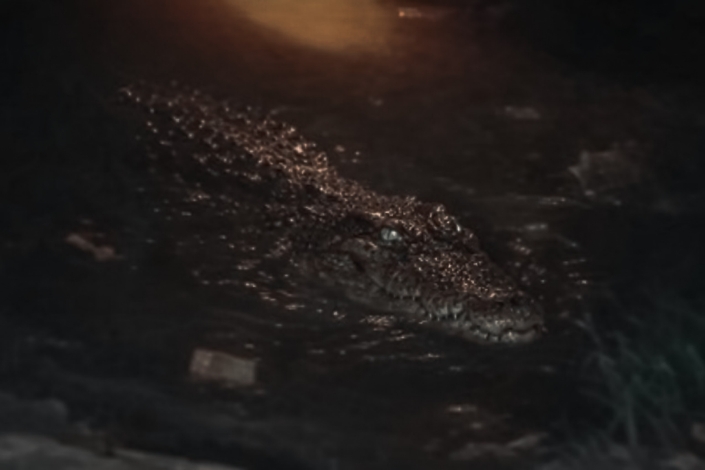 Teror Buaya di Tepi Sungai Mentaya, Warga Iskandar 30 Hidup dalam Cemas