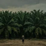 Ironi Sawit Kotim: Menelan Hampir Sepertiga Daratan, Menyisakan Remah Anggaran