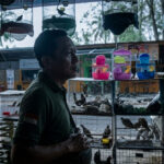 Kios Burung Menjamur, BKSDA Klaim Aman: Benarkah Tak Ada Satwa Dilindungi yang “Terselip”? 