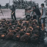 Sindikat Sawit Parenggean Digulung: Siasat Penyamaran 127 Janjang Kandas di Bak Pikap