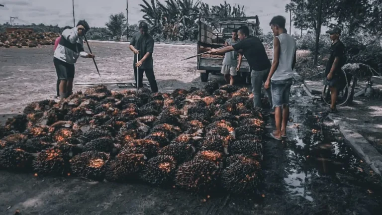 Sindikat Sawit Parenggean Digulung: Siasat Penyamaran 127 Janjang Kandas di Bak Pikap