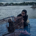 Dari Kabel Listrik ke Tepi Sungai: Lutung Terjatuh di Permukiman, Diselamatkan, Lalu Dilepasliarkan