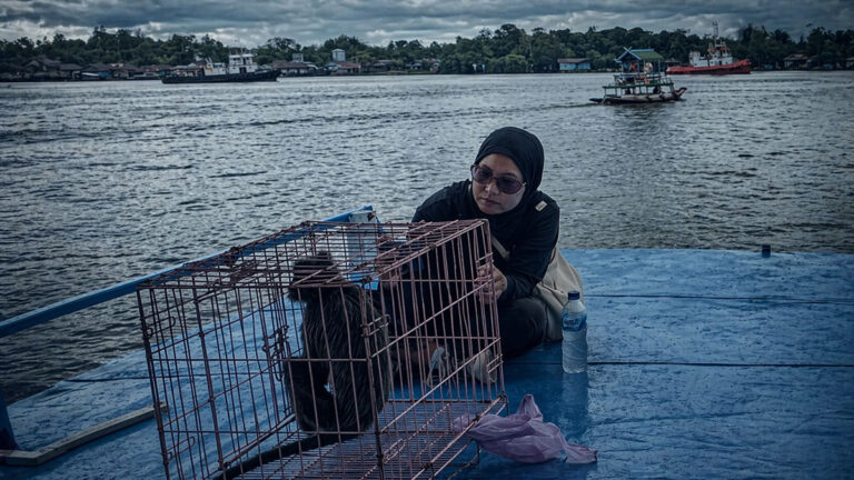 Dari Kabel Listrik ke Tepi Sungai: Lutung Terjatuh di Permukiman, Diselamatkan, Lalu Dilepasliarkan