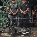 Dilepas ke Hutan Bakau, Lutung Hirangan Dipulangkan Namun Ancaman di Kota Belum Usai