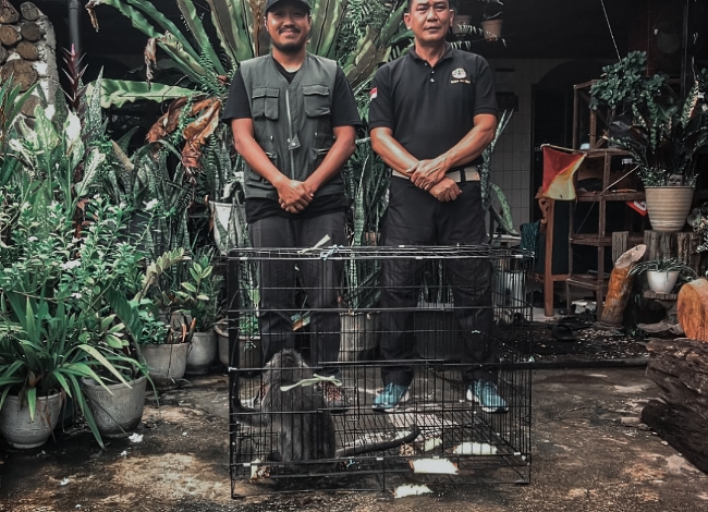 Dilepas ke Hutan Bakau, Lutung Hirangan Dipulangkan Namun Ancaman di Kota Belum Usai