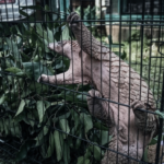 Bukan untuk Dipelihara! Saat Seekor Trenggiling 5 Kg Menemukan Jalan Pulang