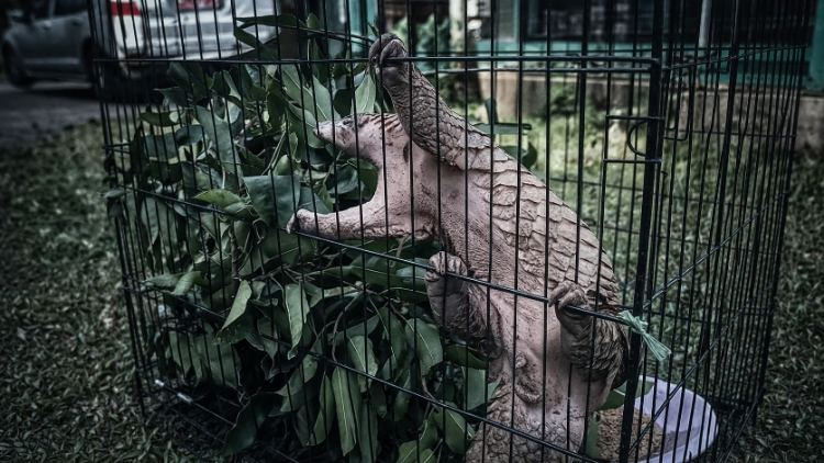 Bukan untuk Dipelihara! Saat Seekor Trenggiling 5 Kg Menemukan Jalan Pulang