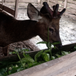 Rusa di Kandang Kayu: Wisata Ilegal atau Komoditas yang “Tersesat” di Pulau Hanaut?