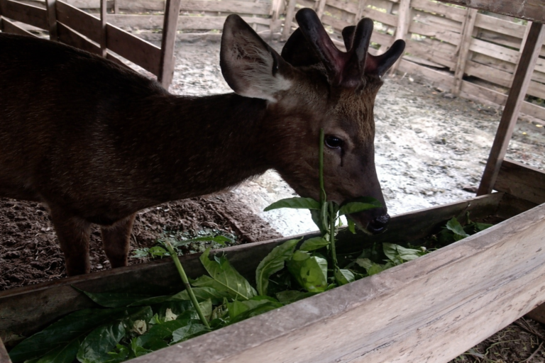 Plot Twist Rusa Pulau Hanaut: Bukan Eksploitasi Satwa Liar, Ternyata Sudah Jadi Hidangan Pesta Sejak 2023