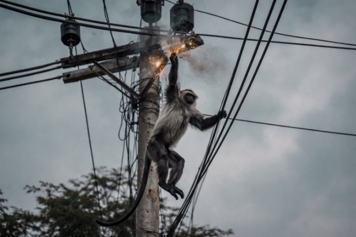 Tersengat Listrik di Tengah Kota, Lutung Hirangan Jadi Korban “Kemajuan” yang Tak Ramah Satwa