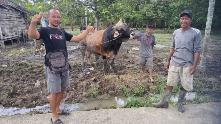 Jelang Iduladha, Penjualan Hewan Kurban Ramai Diburu, Sapi Beragam Bobot Ditawarkan Puluhan Juta