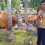 Jelang Iduladha, 20 Petugas Paramedik Veteriner di Kotim Periksa Ribuan Hewan Kurban