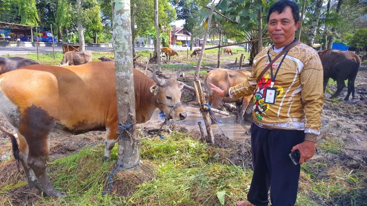 Jelang Iduladha, 20 Petugas Paramedik Veteriner di Kotim Periksa Ribuan Hewan Kurban