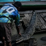 Geger Buaya Dua Meter Menganga di Atas Lanting Padas