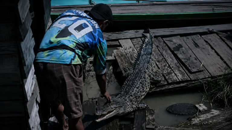 Geger Buaya Dua Meter Menganga di Atas Lanting Padas