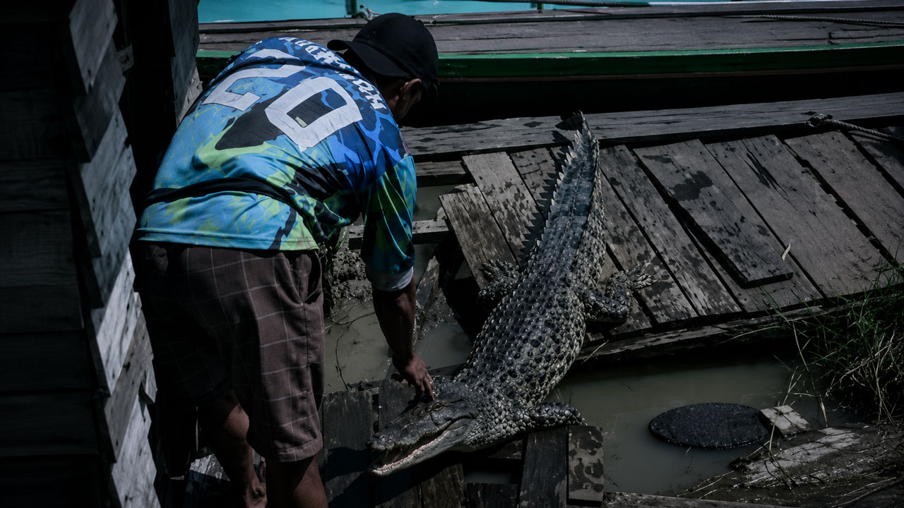 Geger Buaya Dua Meter Menganga di Atas Lanting Padas