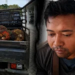 Bantah Hilang: PT SKD Sebut Pemanen Sawit Diduga Mencuri Diserahkan ke Polda Kalteng