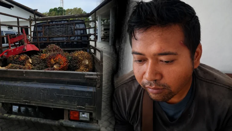 Bantah Hilang: PT SKD Sebut Pemanen Sawit Diduga Mencuri Diserahkan ke Polda Kalteng