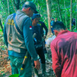 Karhutla Kotim Makin Liar: Orangutan Eksodus ke Perkebunan Warga Luwuk Bunter