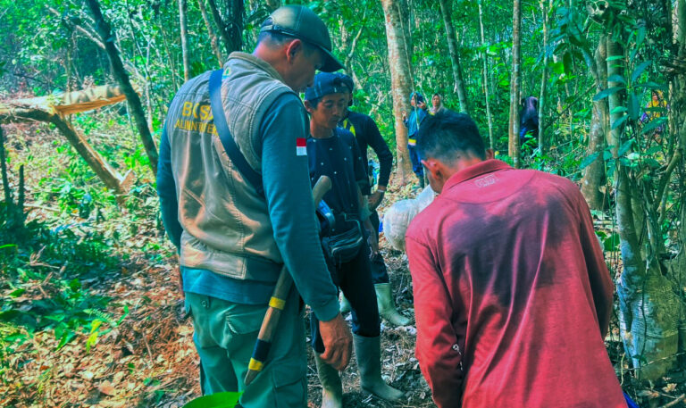 Karhutla Kotim Makin Liar: Orangutan Eksodus ke Perkebunan Warga Luwuk Bunter