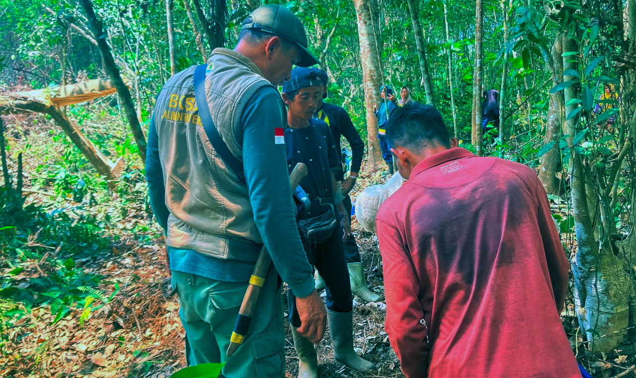Karhutla Kotim Makin Liar: Orangutan Eksodus ke Perkebunan Warga Luwuk Bunter