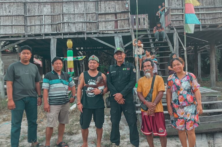 Pilihan Kesadaran Sulpius Menyelamatkan Anak Orangutan Berakhir di Tangan BKSDA