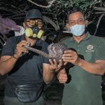 Terdesak Karhutla Sampit, Trenggiling 2 Kilogram Lolos dari Kobaran Api dan Ditemukan di Bekas Kebakaran