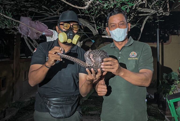 Terdesak Karhutla Sampit, Trenggiling 2 Kilogram Lolos dari Kobaran Api dan Ditemukan di Bekas Kebakaran