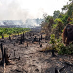 Dampak Karhutla Meluas, Orangutan Masuk Kebun, Predator Mati, Hama Mengancam Petani
