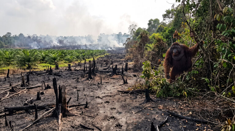 Dampak Karhutla Meluas, Orangutan Masuk Kebun, Predator Mati, Hama Mengancam Petani