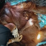 Bertahan di Satu Pohon Saat Hutan Terbakar, Induk Orangutan Ternyata Bersama Anak