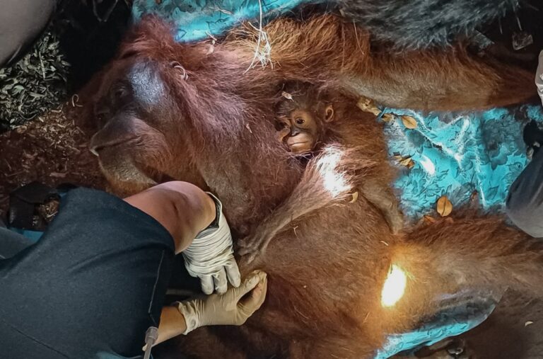 Bertahan di Satu Pohon Saat Hutan Terbakar, Induk Orangutan Ternyata Bersama Anak