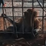Misteri Bekantan Mati di Ujung Pandaran: BKSDA Buka Suara, Penyebabnya Masih Gelap