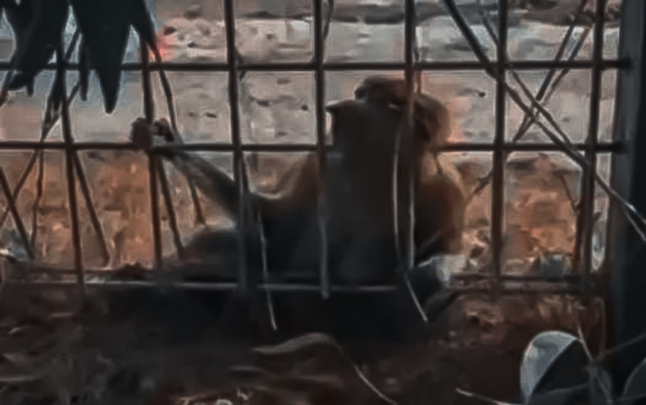 Misteri Bekantan Mati di Ujung Pandaran: BKSDA Buka Suara, Penyebabnya Masih Gelap