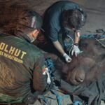 Dikepung Asap dan Bara, Penyelamatan Orangutan di Ramban Berlangsung hingga Dini Hari