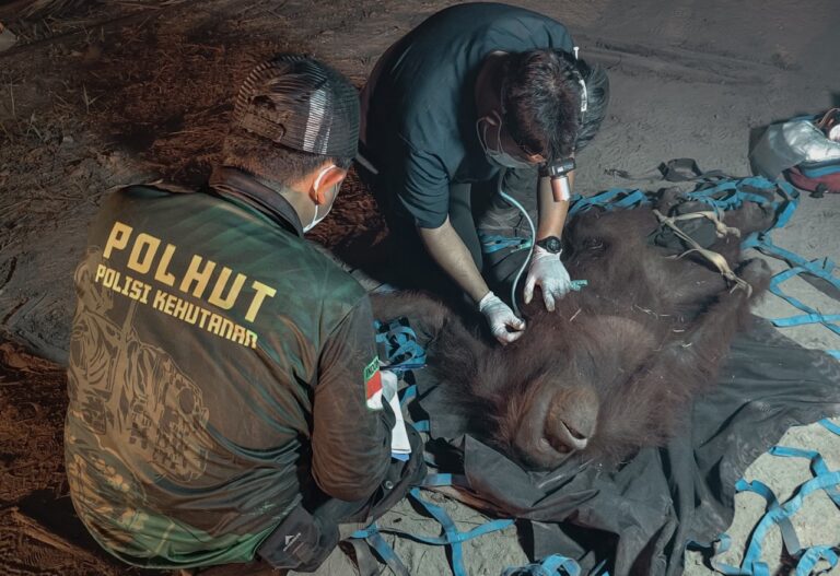Dikepung Asap dan Bara, Penyelamatan Orangutan di Ramban Berlangsung hingga Dini Hari
