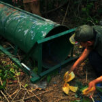 Warga Bagendang Resah, Dua Beruang Madu Diduga Induk dan Anak Sering Serang Ternak
