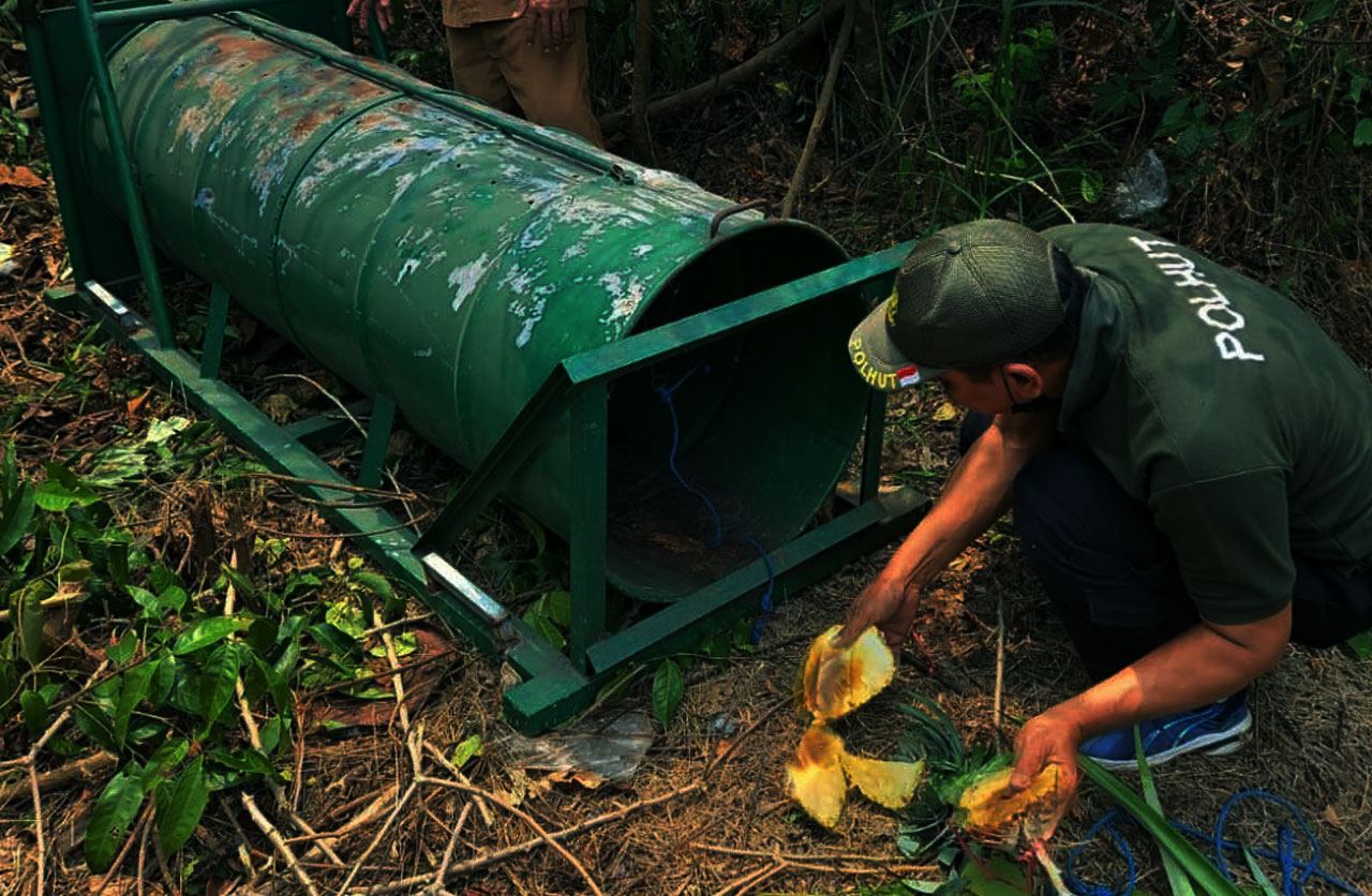 Warga Bagendang Resah, Dua Beruang Madu Diduga Induk dan Anak Sering Serang Ternak