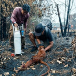 Lutung Merah Ditemukan Kritis di Tepi Jalan Cempaga Hulu, Mati Sebelum Ditangani Dokter