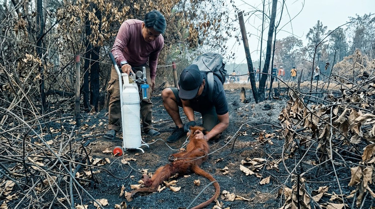 Lutung Merah Ditemukan Kritis di Tepi Jalan Cempaga Hulu, Mati Sebelum Ditangani Dokter